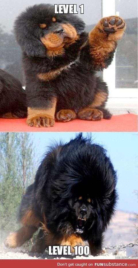Majestic tibetan mastiff