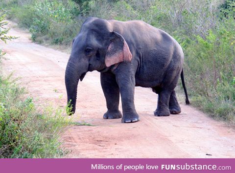Elephant with dwarfism, about 5ft tall and fully grown