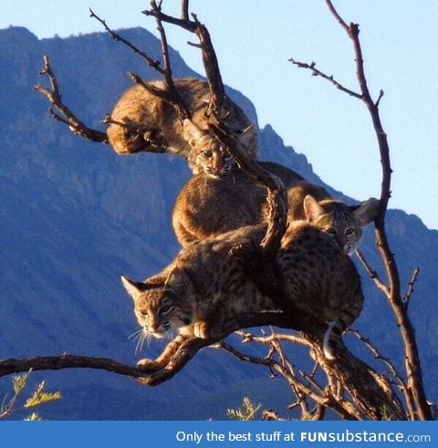 Bobcats in a tree in Big Bend national park