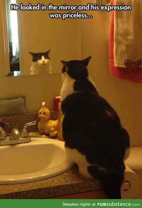 This cat is like "What have i become?"