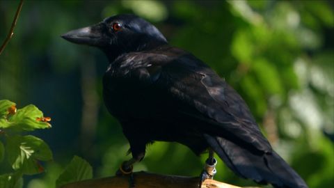 First crow to solve a complex 8 steps puzzle