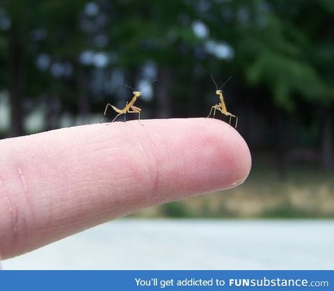 Newly hatched mantises