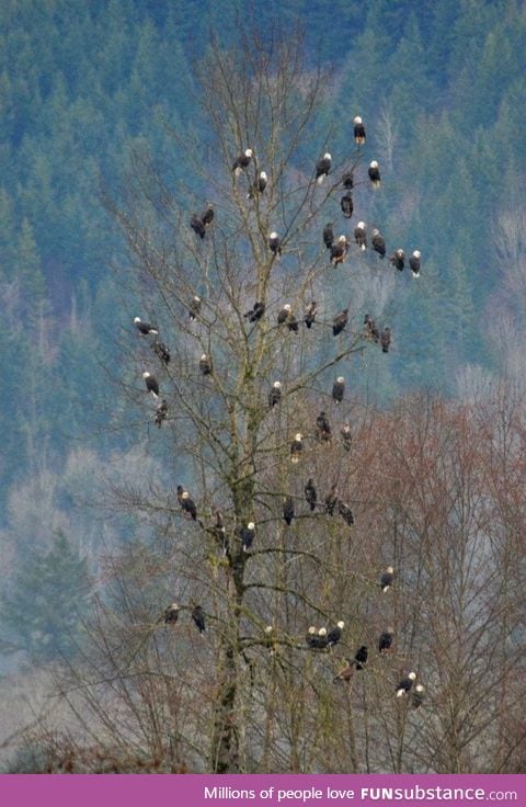 An entire tree full of 'Murica