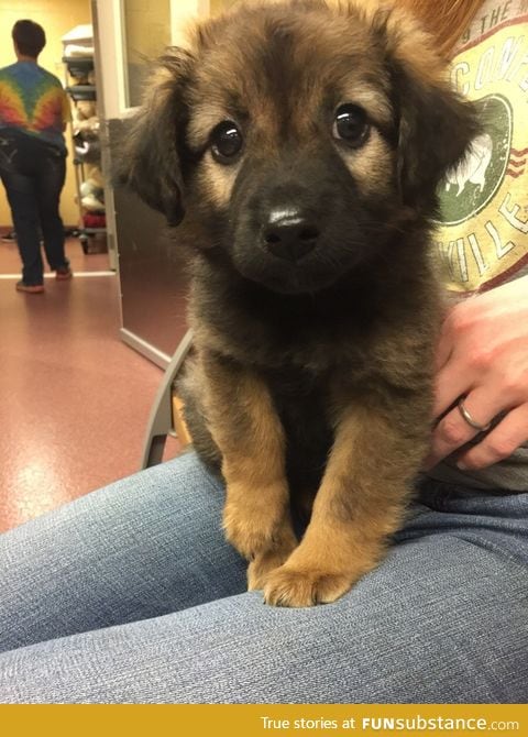 Baby German Shepherd for the win!