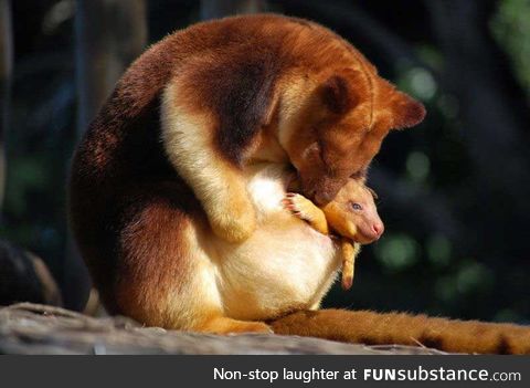 Day 397 of your daily dose of cute: How am I just learning about tree kangaroos????