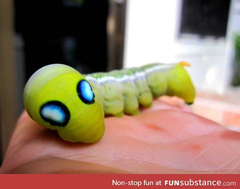 The Oeander Hawk Moth caterpillar looks like a little alien