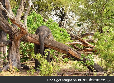 Trunk on trunk