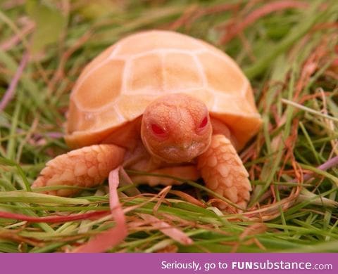 Albino tortoise