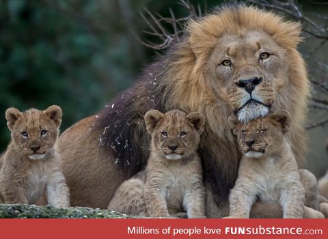 A lion family portrait