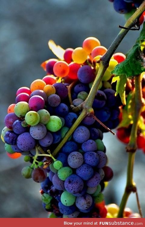 Rainbow grapes