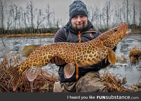 Extremely rare spotted Pike caught by Finnish angler