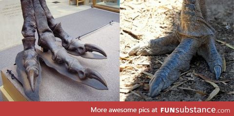 Comparison of T. Rex and emu feet