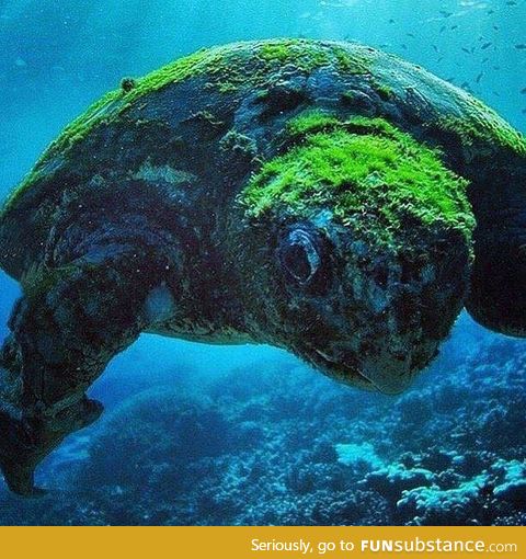 Beautiful 100 years old sea turtle. Looks amazing!
