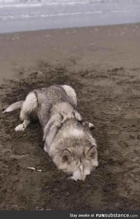 Found Moon Moon on the beach