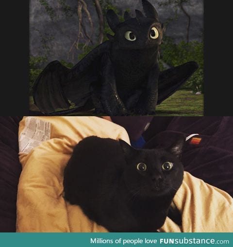 Cat looks like Toothless