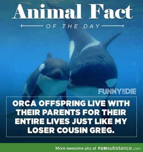 Animal kingdom fact of the day