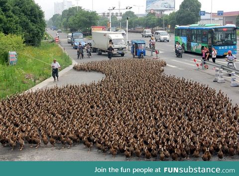 Running of the Ducks?