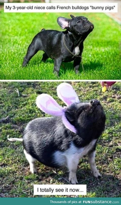 Bunny pigs