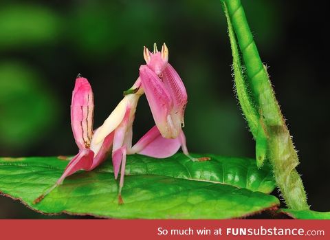 This is the orchid mantis