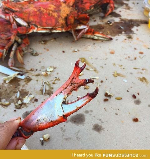 This crab claw grew another smaller claw