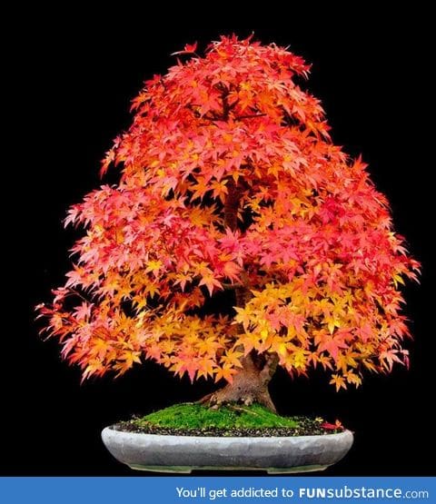 Japanese maple bonsai tree