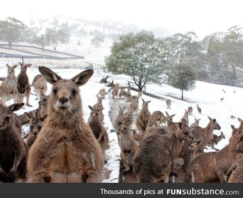 Yes those are kangaroos and yes this is Australia