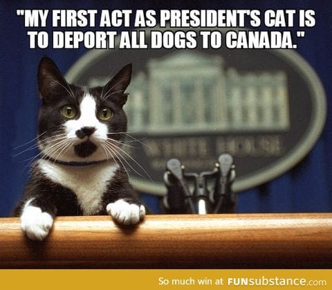Trump's cat dreams