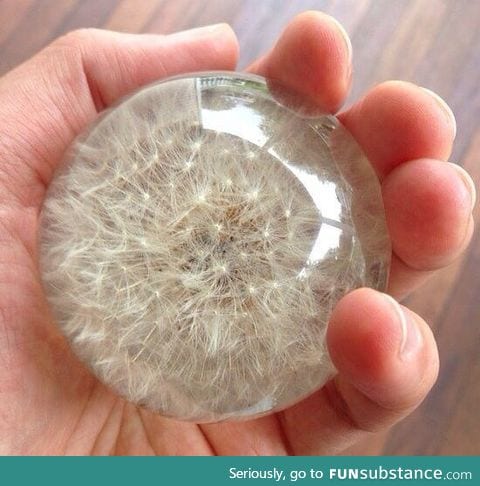 Dandelion preserved in resin