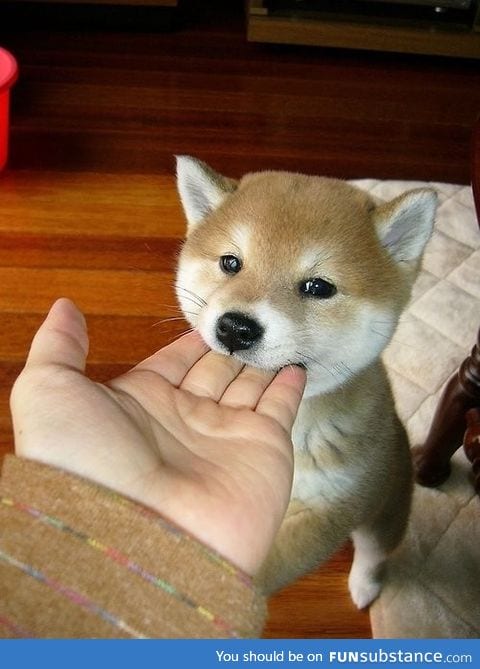 Ferocious beast bites off man's fingers