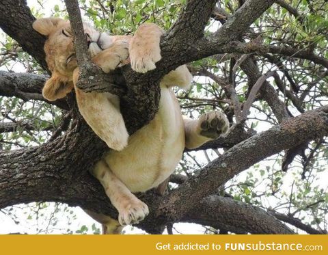 Lion sleeping on the tree