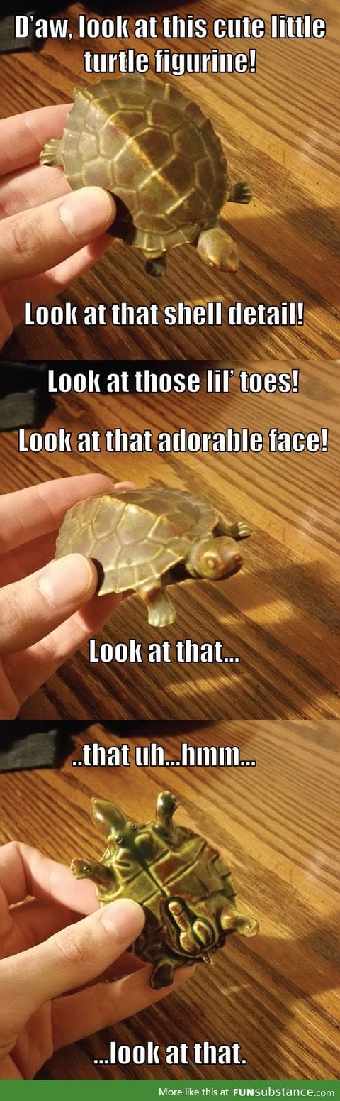 Look at this turtle!