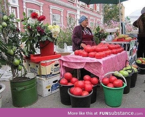 Organic tomatoes in Siberia