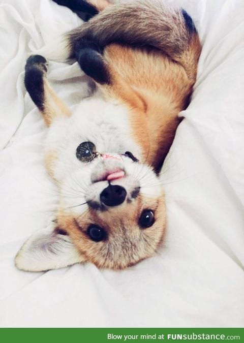 Fox tongue