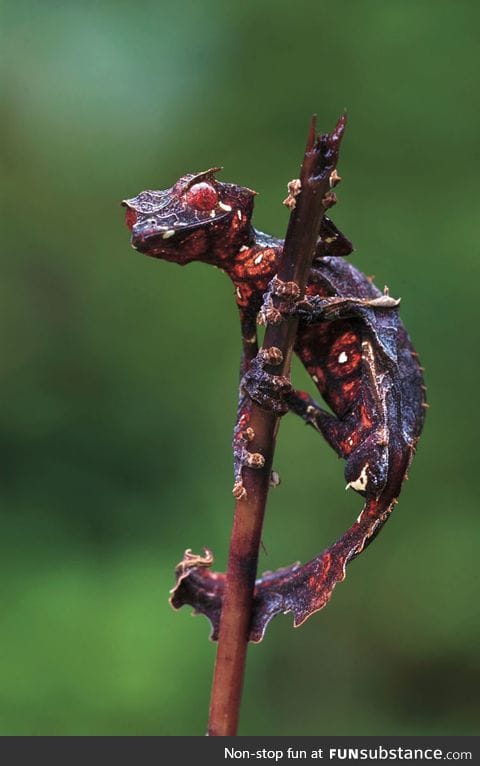 Satanic leaf horned lizard