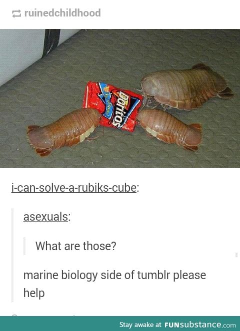 Isopods?