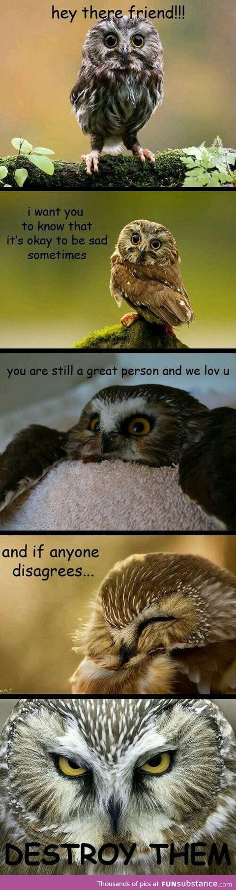 I love advice owl