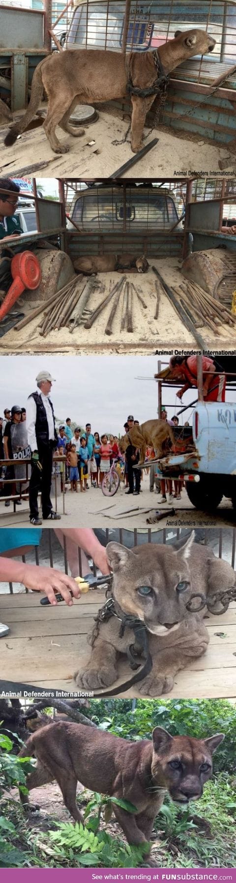 20 years in a circus in peru, Free now