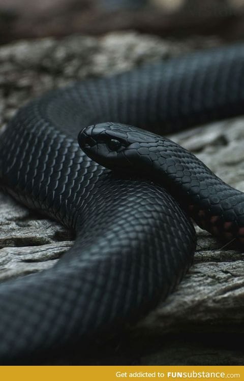 Just a beautiful snake