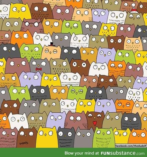 Find the cat among the owls