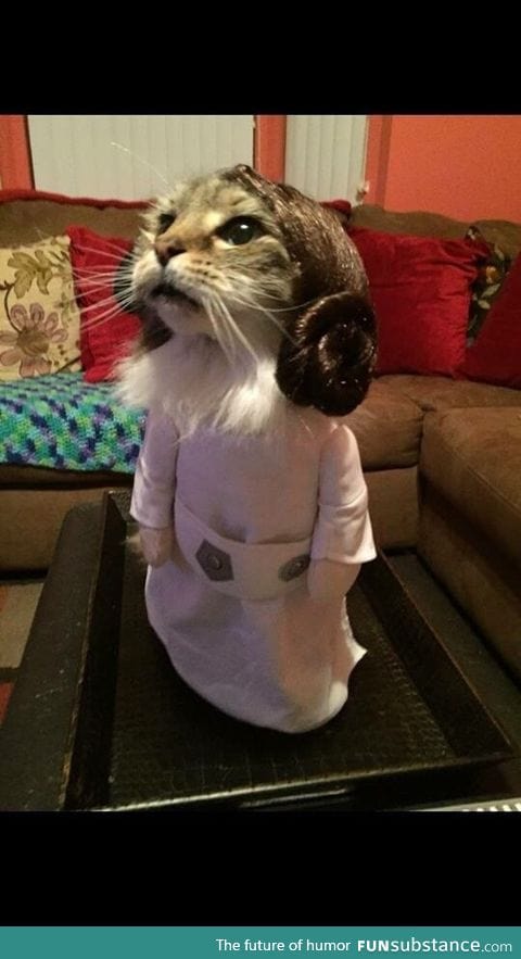 This cat is ready for Star Wars