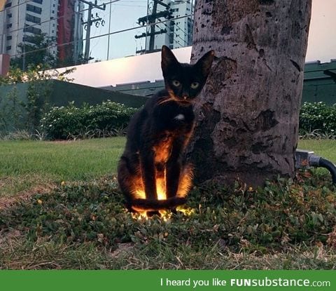 When you're walking in the park and an animal has a side quest for you