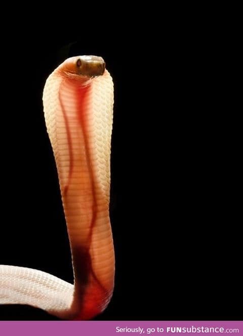 This baby cobra's skin is so translucent you can see its veins and heart.