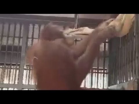 Orangutan built a hammock all by itself