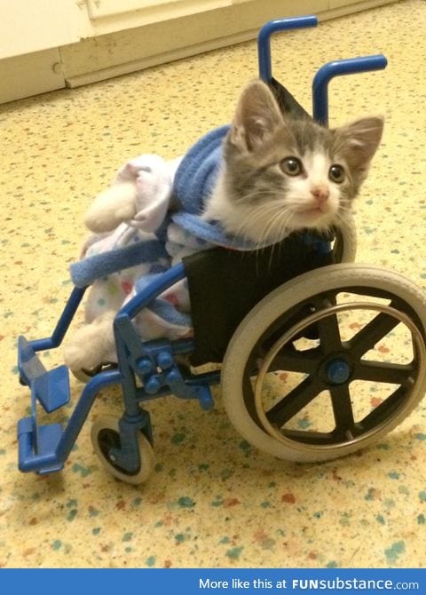 Kitten got back from the vet