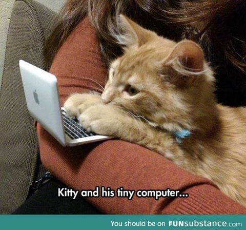 On The Internet No One Knows You're A Cat