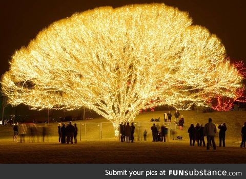 Well-lit tree