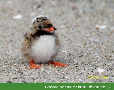 A baby puffin is called a puffling