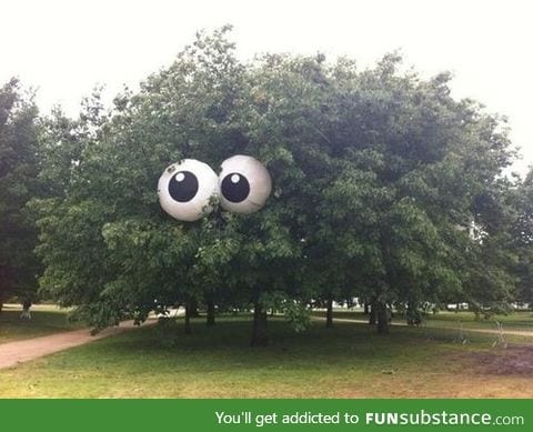 Someone put giant googly eyes in this tree