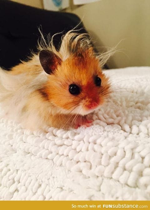 Baby hamster has a bad hair day