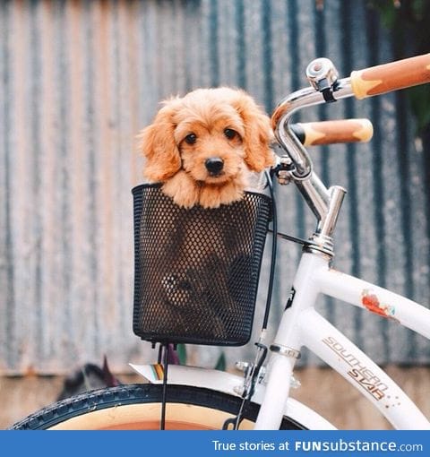 Day 417 of your daily dose of cute: Who wants to give me a puppy for my bike basket????